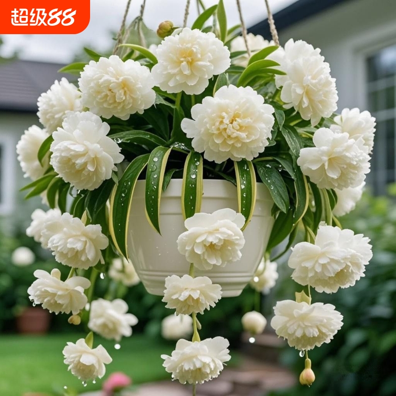 【驱蚊花新品】浓香型重瓣大花金边吊兰绿植四季开花盆栽净化空气