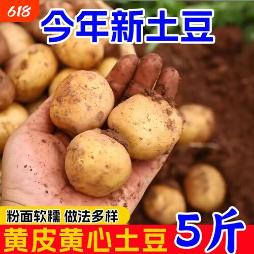 新鲜现挖恩施小土豆高山
