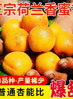 现摘荷兰蜜杏纯甜杏子稀有品种