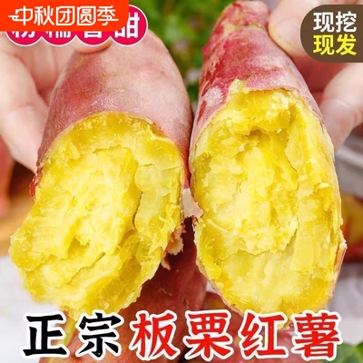 正宗板栗红薯皮薄流油当季蜜薯