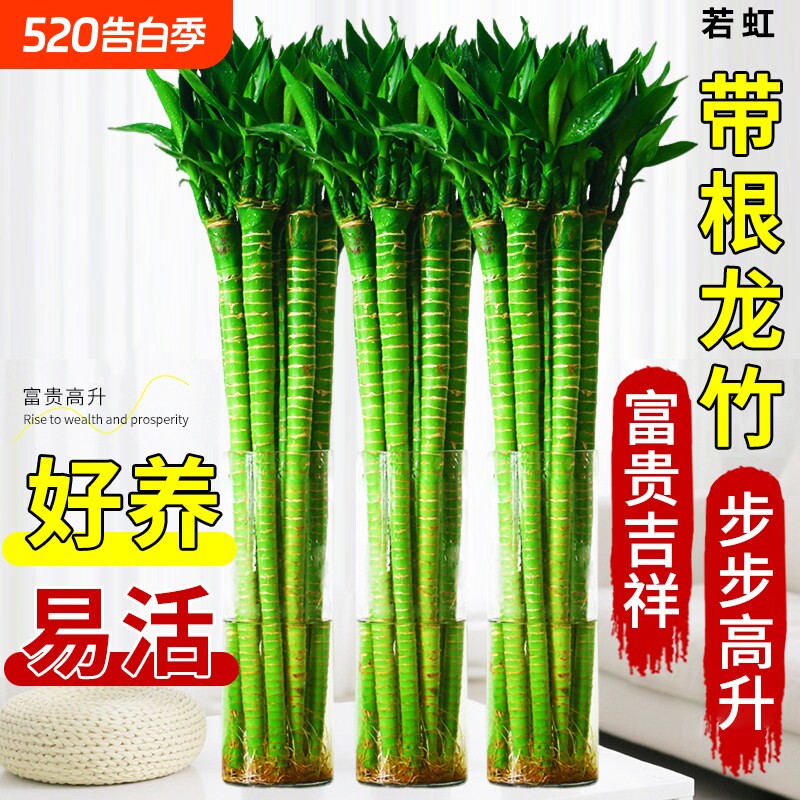 粗杆龙竹观音竹富贵竹发财竹文昌竹客厅室内竹子盆栽水养水培植物