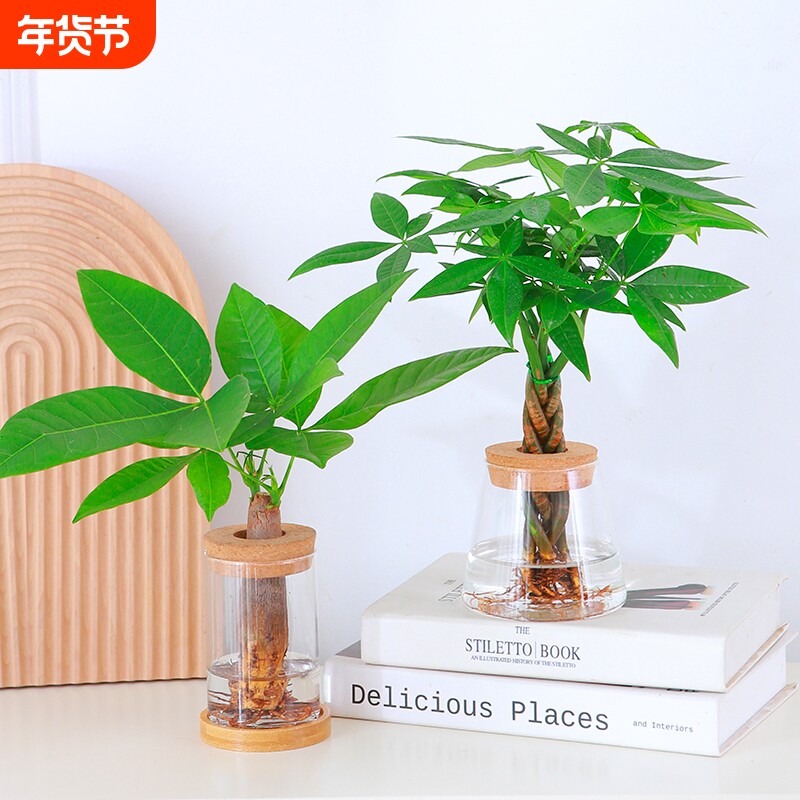 水培发财树盆栽植物室内好养观叶绿植办公室桌面招财网红盆栽花卉