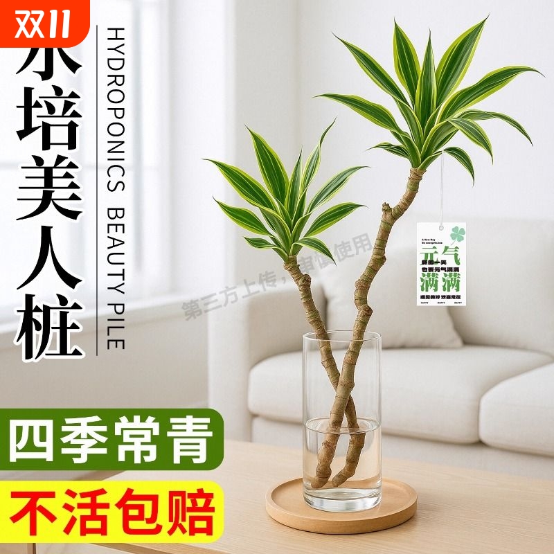 美人桩巴西铁水培水养室内绿植盆栽四季常青好养客厅高端植物卧室