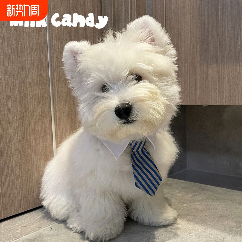 狗狗领带宠物围脖小狗口水巾围兜柴犬西高地围巾配饰猫咪领巾装饰