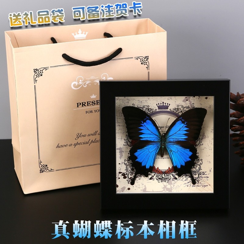 原创天堂凤蝶蓝色真蝴蝶标本成品创意家居摆件生日礼物小众高级