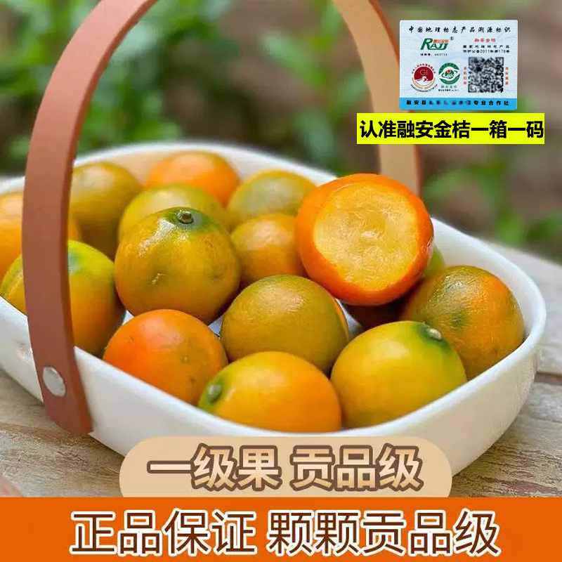 广西融安金桔当季水果纯甜不酸5斤包邮产地现摘现发滑皮金柑鲜果
