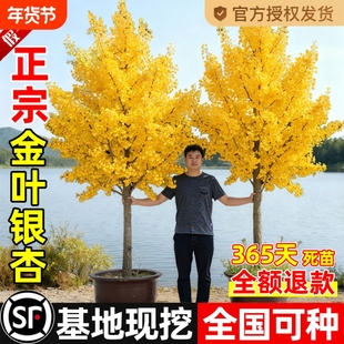 银杏树苗盆栽早金绿叶庭院别墅风景大型绿化树木白果小南北可种植