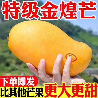 海南金煌芒芒果现摘现发新鲜正宗当应季现摘热带水仙芒青芒大果