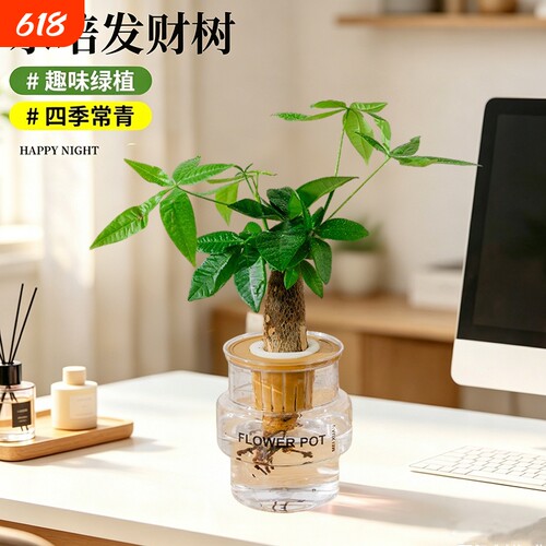 发财树水培植物室内盆栽办公室客厅花卉绿植四季好养老桩桌面盆景