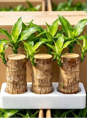 巴西木水培格鲁特养幸运木带芽开花卉室内桌面办公室绿植盆栽客厅