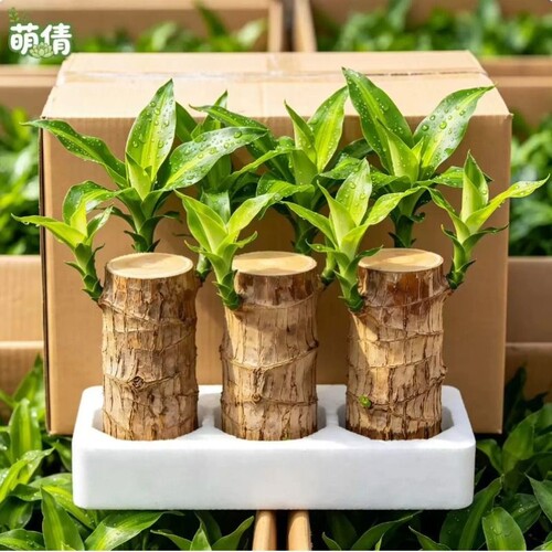 巴西木格鲁特水培养幸运木带芽开花卉室内桌面办公室绿植盆栽客厅