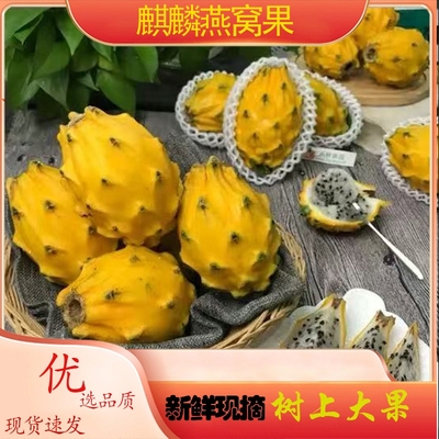 新鲜燕窝果罕见稀有海南麒麟果大果黄金火龙果甜孕妇水果