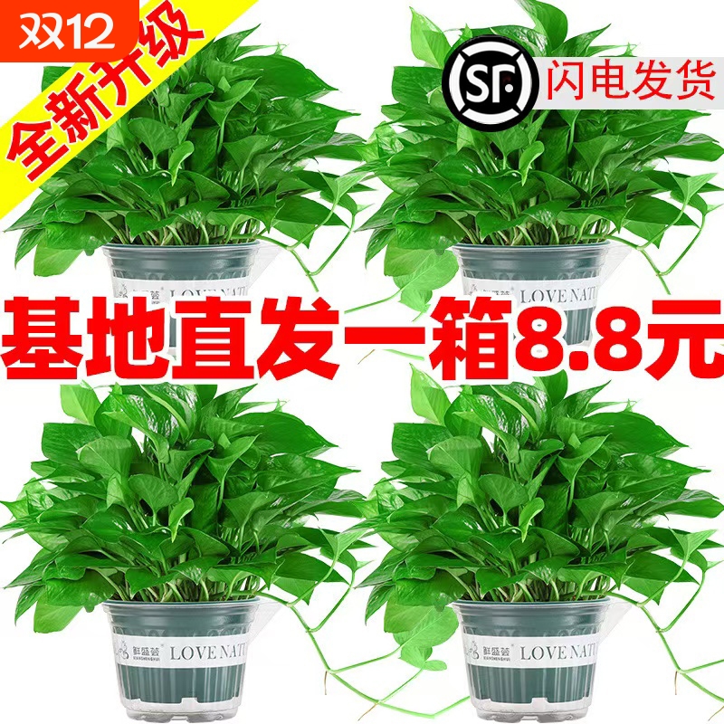 绿箩盆栽植物室内吸甲醛净化空气