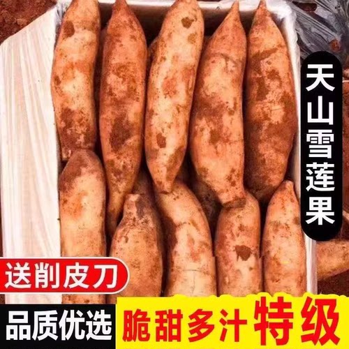 现挖云南雪莲果黄心包邮