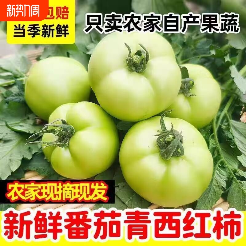 青番茄应季新鲜青西红柿未成熟生蕃茄蔬菜炒菜用农家自种现摘现发