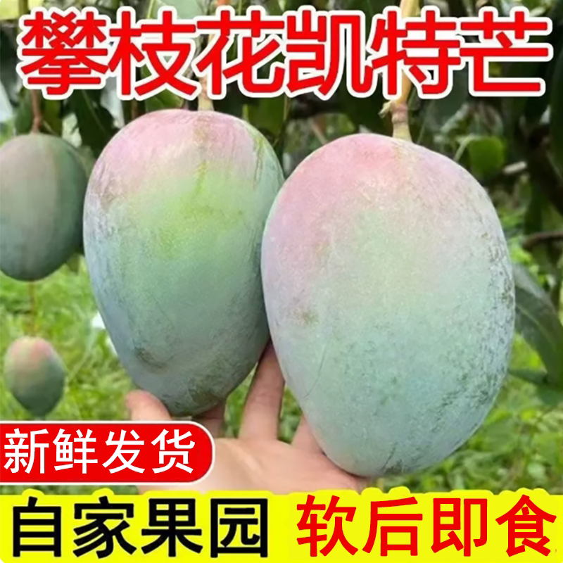 四川攀枝花凯特芒果个大肉厚核满产地直发当季新鲜果整箱优选现摘