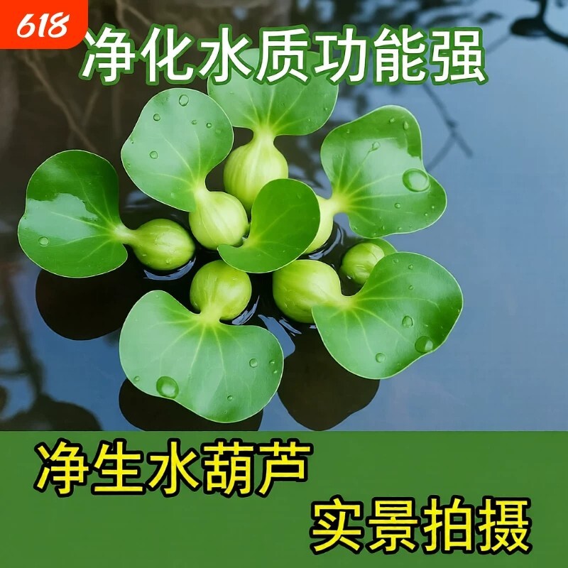 鱼缸水草浮萍造景花卉净化水质图片