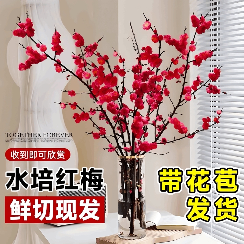 水培红梅花鲜切枝带花枝鲜花室内花卉雪柳盆栽植物多规格