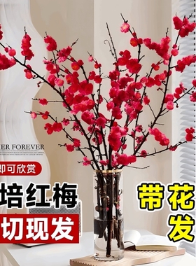 水培红梅花鲜切枝带花枝鲜花室内花卉雪柳盆栽植物多规格