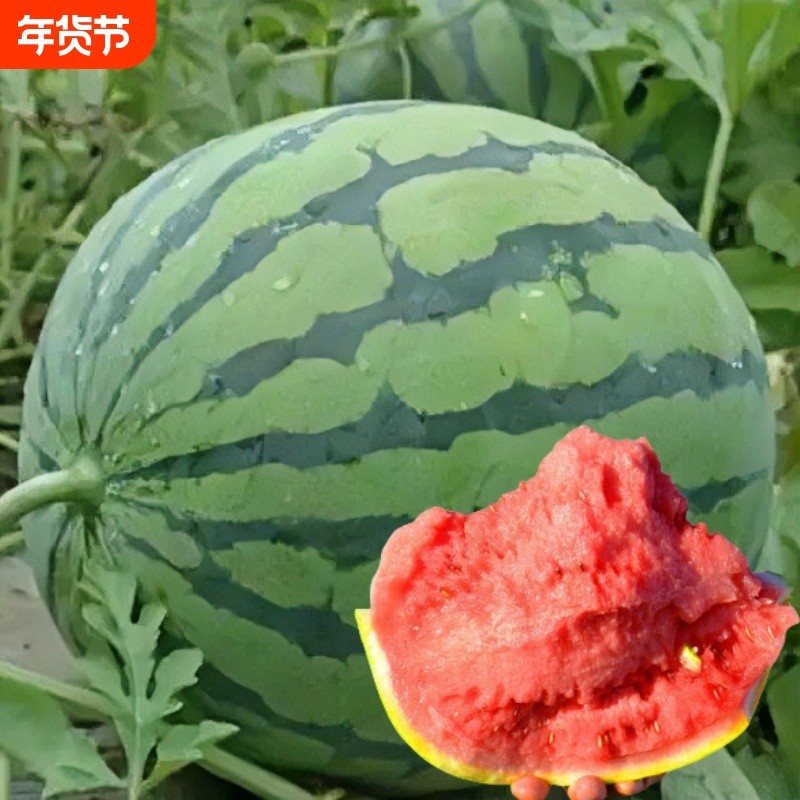 早佳8424西瓜种子种籽苗美都麒麟瓜秧苗盆栽秧孑水果种业黄瓜黄瓤