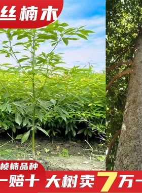 正宗四川金丝楠木树苗带土小叶桢楠名贵大树苗盆栽庭院绿化名贵