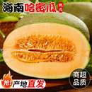 网纹哈密瓜 包邮 2025年当季 海南现摘哈密瓜产地直发脆甜瓜甘甜香瓜