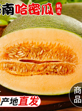 2025年当季海南现摘哈密瓜产地直发脆甜瓜甘甜香瓜包邮网纹哈密瓜