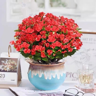 虎刺梅花卉盆栽易活植物室内办公室阳台耐旱铁海棠花四季开花不断