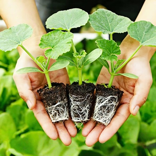 水果黄瓜苗秧老品种苗带土种籽苗春秋播高产抗病阳台盆栽蔬菜苗