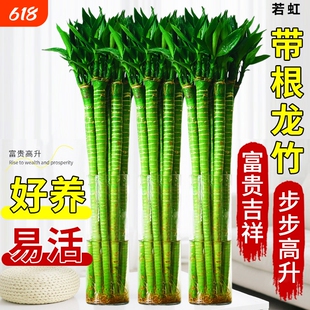 粗杆龙竹观音竹富贵竹发财竹文昌竹客厅室内竹子盆栽水养水培植物