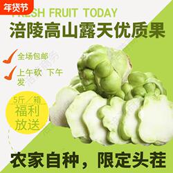 新鲜头茬涪陵青菜头榨菜头菜疙瘩羊角菜现砍现发自种新鲜蔬菜