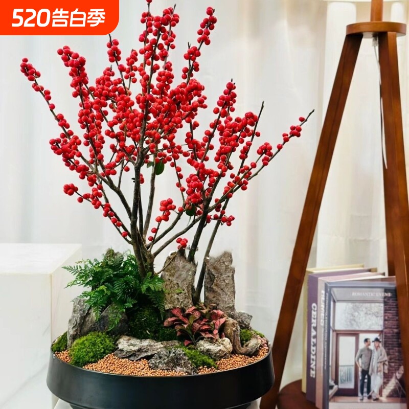 北美冬青盆栽红果真花室内客厅耐寒鲜切花植物树苗好养活老桩进口