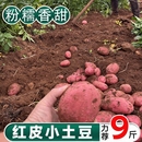 红皮黄心老品种土豆新鲜现挖粉糯香甜