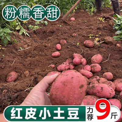 红皮黄心老品种土豆新鲜现挖粉糯香甜