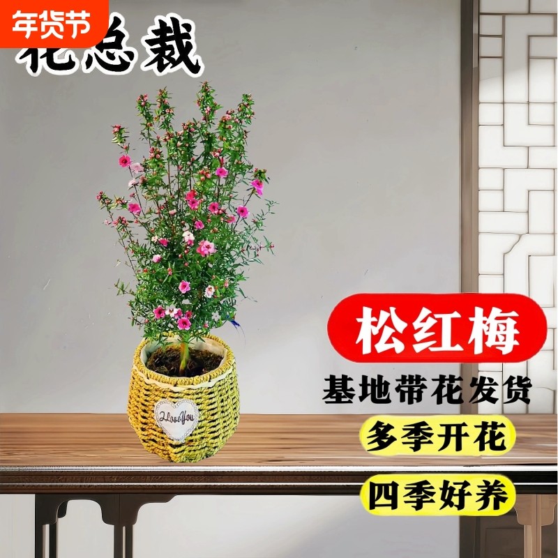 松红梅盆栽带花苞三色梅澳洲雪花梅室内客厅耐寒松叶牡丹植物花卉,鲜花速递/花卉仿真/绿植园艺,时令草本花卉,淘宝优惠券,粉丝福利购,淘宝优惠卷