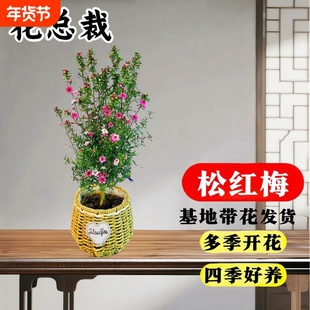 松红梅盆栽带花苞三色梅澳洲雪花梅室内客厅耐寒松叶牡丹植物花卉