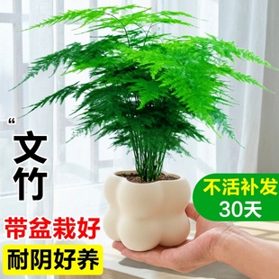 文竹小盆栽室内竹子盆景特大号老桩绿植物摆件办公室桌面四季好养