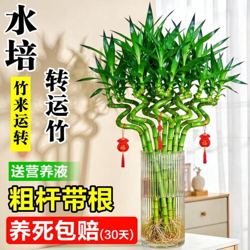 转运竹带根富贵竹水培植物室内好养竹子盆栽客厅招财竹办公桌绿植
