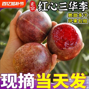 正宗红心三华李当季现摘5斤大果新鲜水果钱排三月李孕妇整箱包邮
