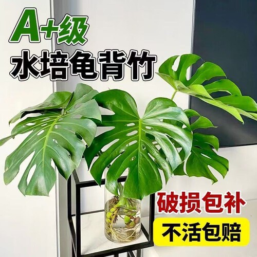 龟背竹盆栽水培植物春羽室内好养绿植物大叶天堂鸟老桩客厅吸甲醛