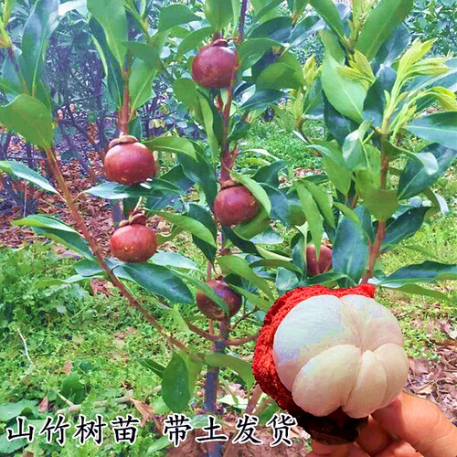 泰国白肉山竹树苗果苗当年结果