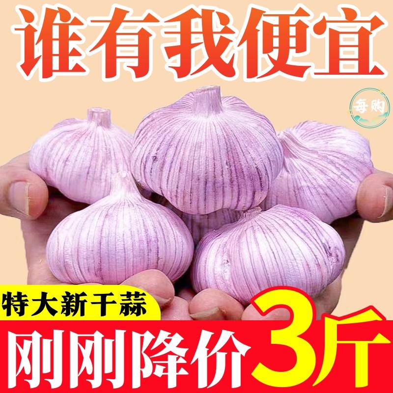 特价2024新干蒜山东紫皮大蒜头红皮香蒜蒜批发大蒜种种植自种优质