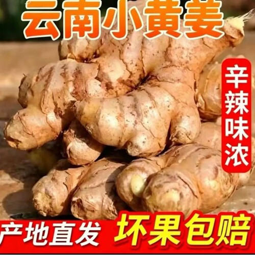 正宗小黄姜2年老姜新鲜生姜姜芽