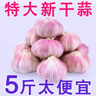 正宗山东蒜新干蒜紫皮大蒜头批发5斤大果农家自种3斤整箱 包邮