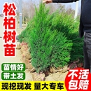 松柏树苗塔柏侧柏龙柏庭院行道风景大树园林工程绿化乔木四季 常青