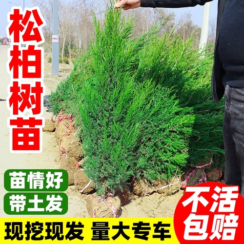 松柏树苗塔柏侧柏龙柏庭院行道风景大树园林工程绿化乔木四季常青