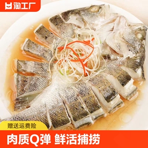深海鲈鱼开肚新鲜冷冻鲜活大号七星鱼水产七星鱼半成品商用