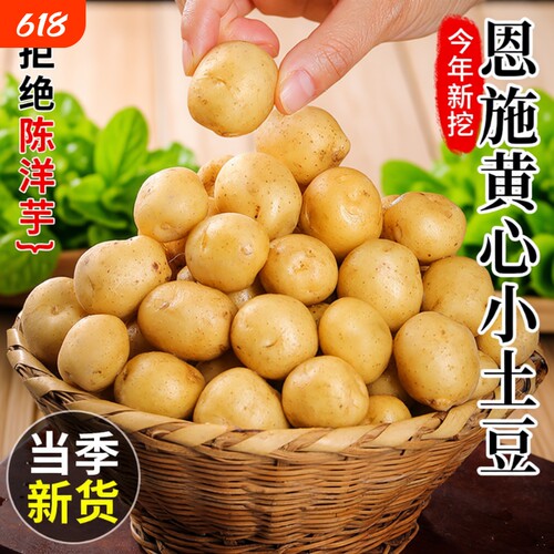 正宗恩施小土豆迷你新鲜