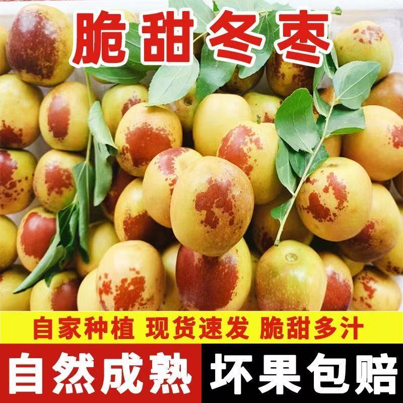 新鲜脆甜山东沾化冬枣5斤枣子新鲜当季水果脆枣鲜枣甜枣大青枣