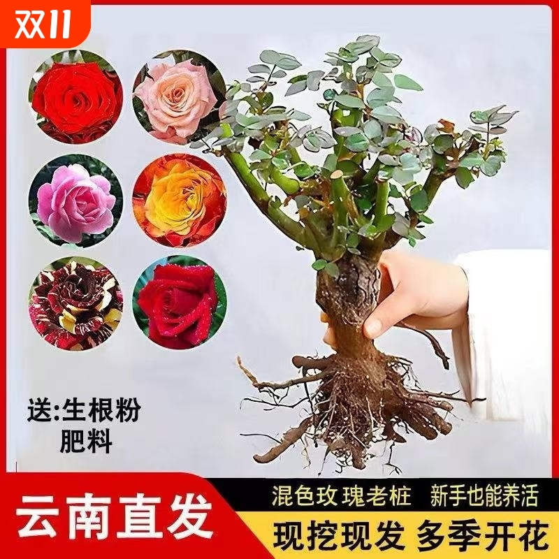 玫瑰花苗老桩绿植物盆栽